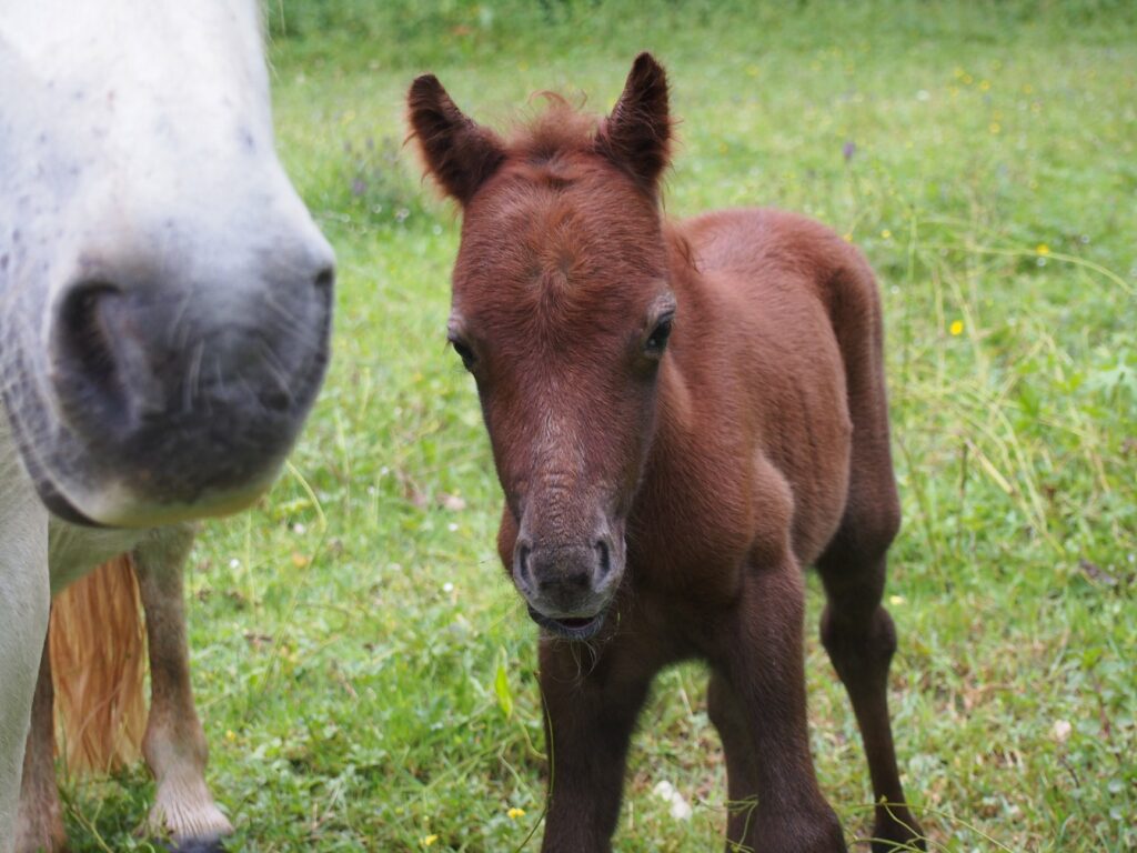 100679390_1750862481723200_3603721090284650496_n