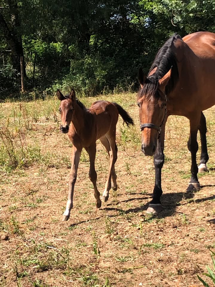 Poney Club Ste Foy