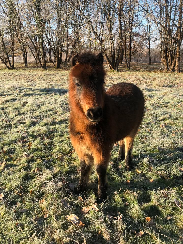 Poney Club Ste Foy