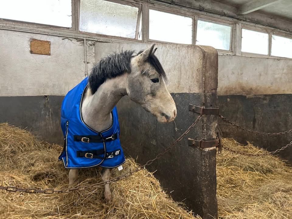 Poney Club Ste Foy