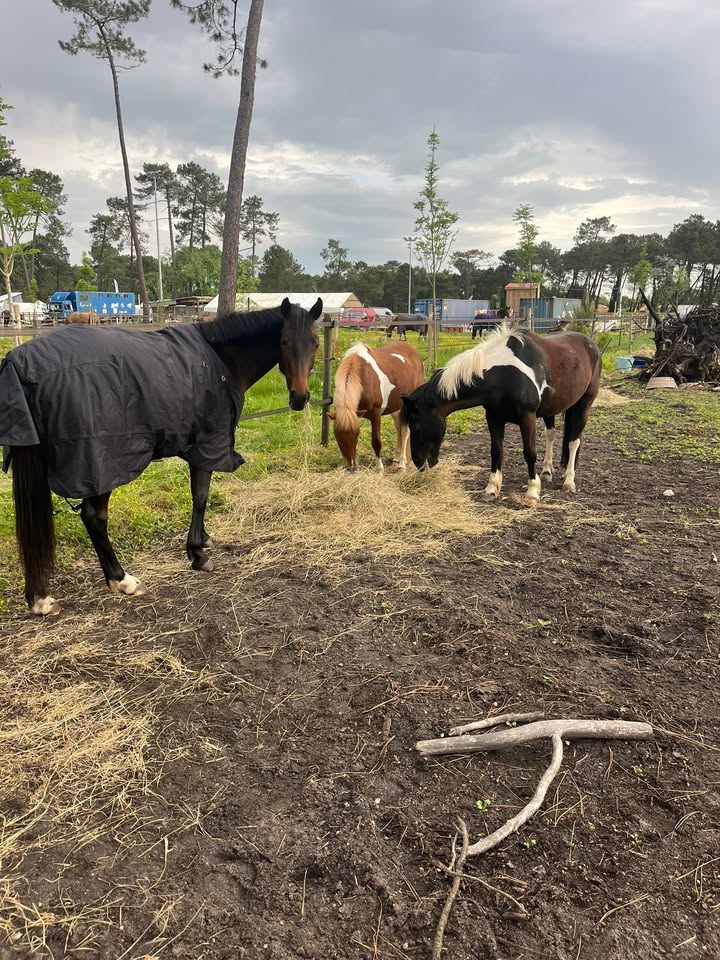 Poney Club Ste Foy