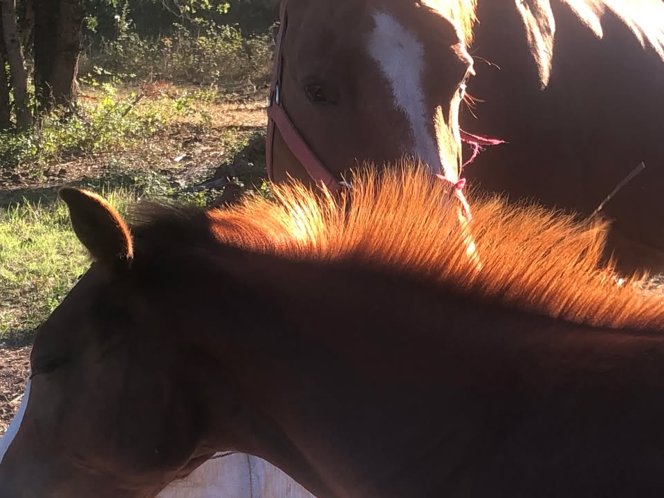 Poney Club Ste Foy