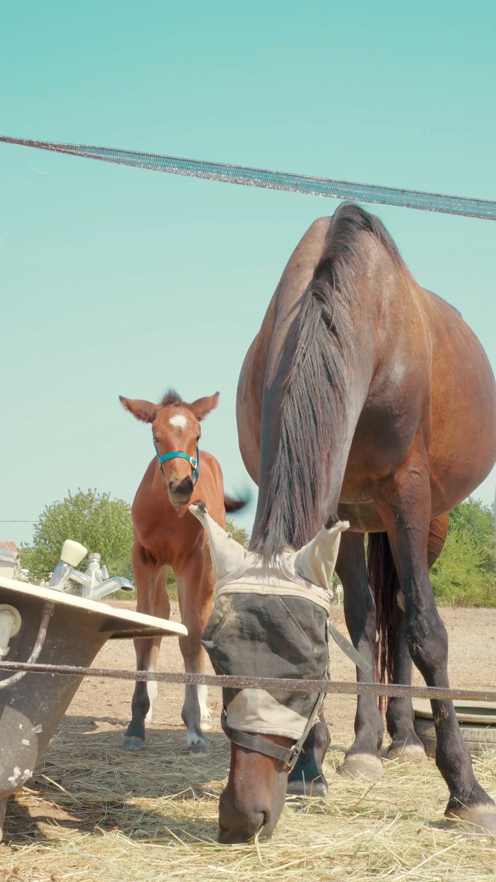 Poney Club Ste Foy